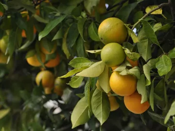 Plants / Agriculture